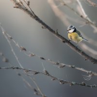 Лазоревка :: Максим Вышарь