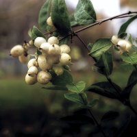 Снежноягодник :: Владимир Кроливец