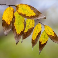 Листья :: Александр Григорьев