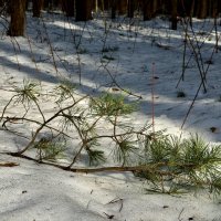 Веточка :: Любовь 