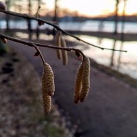 Орешник :: Сапсан 