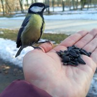 Синица :: Сапсан 