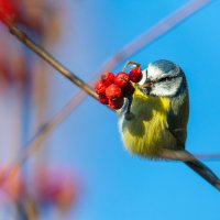 Лазоревка и дары осени. :: Владимир Лазарев Лазоревка и дары осени. :: Владимир Лазарев