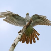 На любимую присаду :: Михаил Белоусов