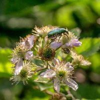 Ежевика :: Игорь Сикорский