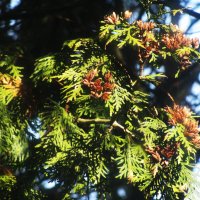 Туя с семенами :: Людмила Смородинская