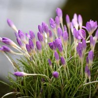 Крокусы...трагический день марта :: ZNatasha -