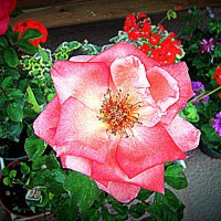 Цвеп Барселоны. :: Владимир Драгунский