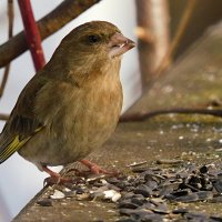 Зеленушка :: Лина Зеленушка :: Лина