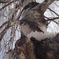 февраль :: Елена Шаламова