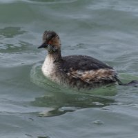 черношейная поганка.весна Лазоревское. :: юрий макаров черношейная поганка.весна Лазоревское. :: юрий макаров