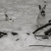 Белая мордочки и белая шубки :: Владимир Максимов