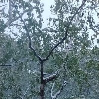 8 мая 2024 года. Снег выпал :: Дмитрий Никитин