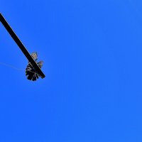 Голубь на насесте :: Юрий Гайворонскiий