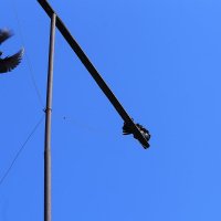 Полёт :: Юрий Гайворонскiий