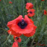 Природа Крыма :: Изумительная Космея