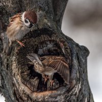 Гнездо нужно проверить... :: Владимир Безбородов