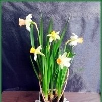 Первые нарциссы :: Ольга Довженко