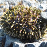 Морской ёжик :: ИРЭН@ .