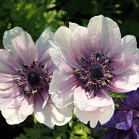 Красивая парочка (Анемоны) :: Ната57 Наталья Мамедова Красивая парочка (Анемоны) :: Ната57 Наталья Мамедова