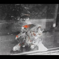 115 (204) :: CLOSE WAYS ALL