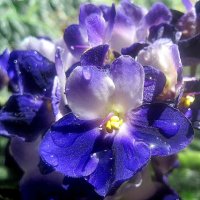 Фиалка :: Елена Семигина