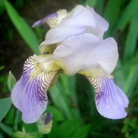 Летний :: Елена Семигина