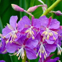 Кипрей цветёт. :: nadyasilyuk Вознюк Кипрей цветёт. :: nadyasilyuk Вознюк