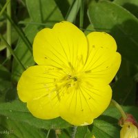 Энотера :: Freddy 97