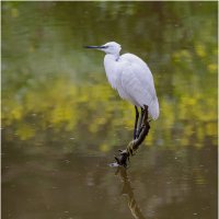 Малая белая цапля. :: Александр Григорьев