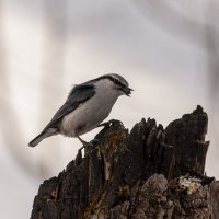 Поползень — мастер вертикальных прогулок. Природа в её миниатюрной красе. :: Вадим Басов Поползень — мастер вертикальных прогулок. Природа в её миниатюрной красе. :: Вадим Басов