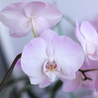 Моя коллекция орхидей :: Irene Irene