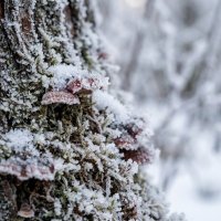 Комель старого дерева зимой :: Лилия 