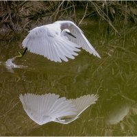 Малая белая цапля. :: Александр Григорьев