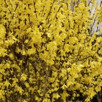 Форзиция. :: Lucy Schneider 