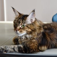 Жася :: Владимир Звягин