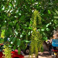 МОРКОВНОЕ   ДЕРЕВО :: Анатолий Малобродский