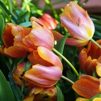 --- :: Татьяна Тюменка