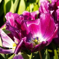 *** :: Татьяна Тюменка