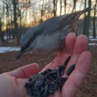 Поползень :: Сапсан 