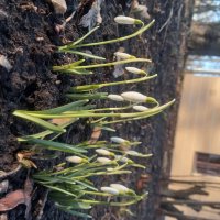 Подснежник :: Сапсан 