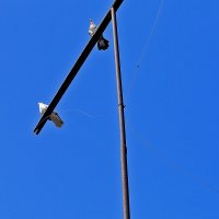 Красавчики :: Юрий Гайворонскiий