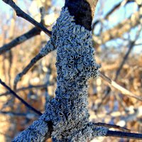 Кольчуга для веточки. :: nadyasilyuk Вознюк Кольчуга для веточки. :: nadyasilyuk Вознюк