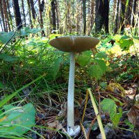 Поганочка. :: nadyasilyuk Вознюк Поганочка. :: nadyasilyuk Вознюк