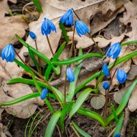 Вот она, весна, пришла!... :: Ravile 