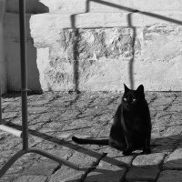 Монастырский кот. :: Татьяна Помогалова Монастырский кот. :: Татьяна Помогалова