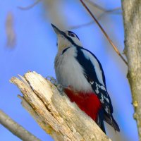 Дятел :: Константин Анисимов