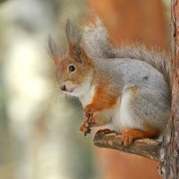 в лесу  весеннее настроение... :: Andrey Bragin 