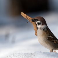 Пришло время обустроить гнездо. :: Владимир Безбородов