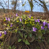 Весна в Сочи :: Tata Wolf